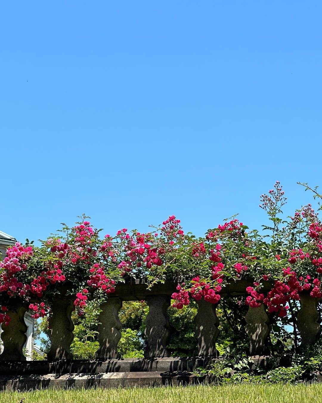 SHOKOさんのインスタグラム写真 - (SHOKOInstagram)「At the Rose Garden ①🌹May 2023❤️」6月16日 17時45分 - shoko_london