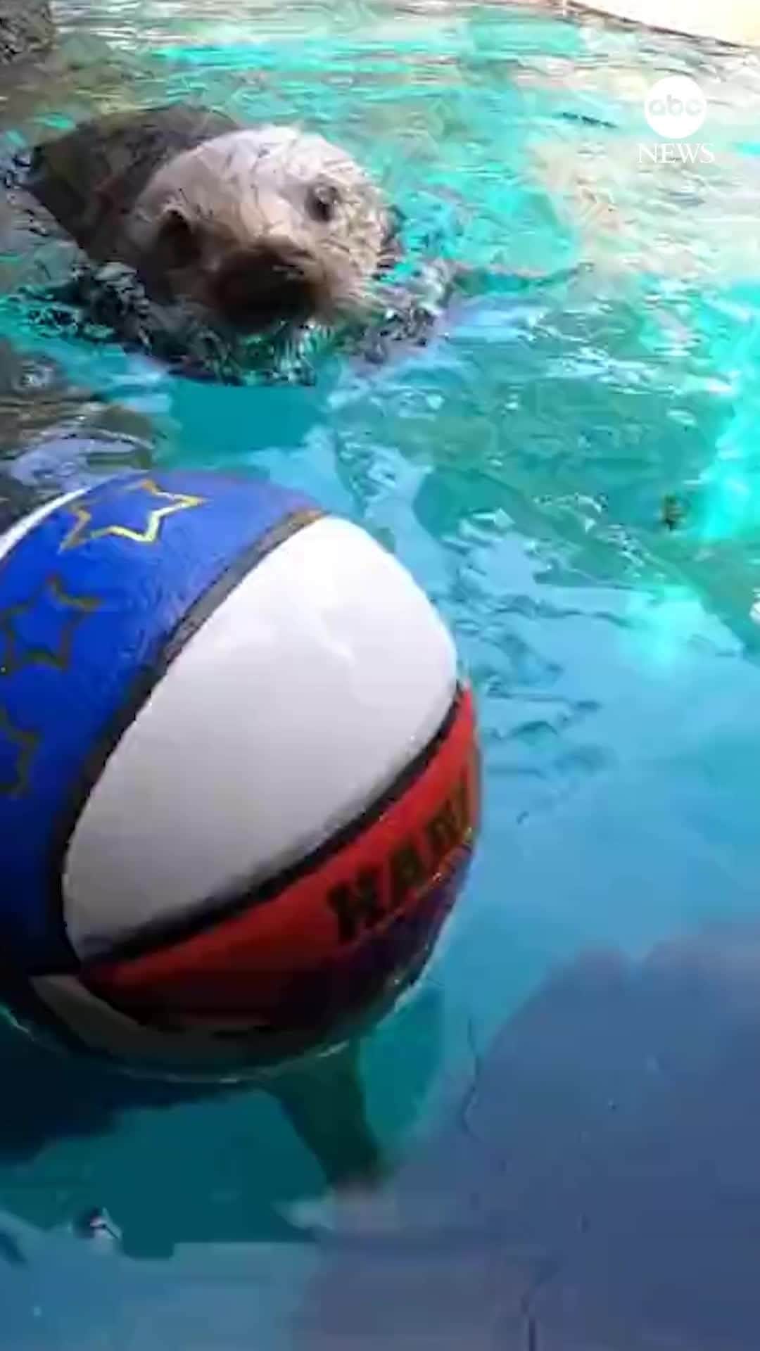 ABC Newsのインスタグラム：「OTTER-LY AWESOME: A zoo otter in Portland shows off his slam dunking skills. #otter #basketball #animals」