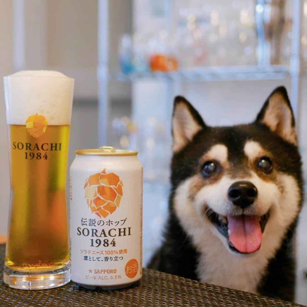 くろさんのインスタグラム写真 - (くろInstagram)「🍺👅  #SORACHI1984 #ミッションアンバサダー #ソラチエース #伝説のホップ #InnovativeBrewer #サッポロビール #sapporobeer #lovebeer #⭐️SAPPORO #乾杯をもっとおいしく #晩酌犬 #スマイル犬 #スマイル豆 #カメラ目線犬 #黒柴 #黑柴 #柴犬 #イッヌ #イッヌのいる暮らし #わんこのいる暮らし #黒柴のいる暮らし #柴犬のいる暮らし #ふわもこ部 #ふわもこ部ワンコ #ふわもこ部わんこ #イッヌかわいい #犬かわいいよ #犬かわいいぬ #犬かわいい #豆太郎麦酒」6月16日 18時33分 - m6bmw