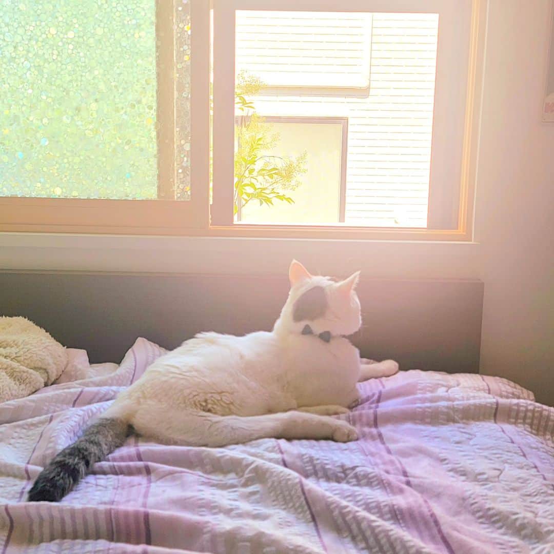 のインスタグラム：「風を感じるプリンスとハマるチョロ⁡ ⁡⁡ ⁡⁡ ⁡#teko家卒猫 #下半身不随猫三太 #下半身不随猫チョロ #サンチョロ #哀れなリスナーにサンチョロの祝福を #下半身不随猫 #下半身不随猫と暮らす #圧迫排尿猫 #圧迫排尿  #cat #rescuecat #ねこ #保護猫 #負傷猫 #熊本市動物愛護センター出身 #teko家の犬猫たち#花の木シェルター」