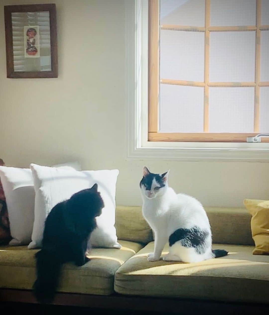 OKAのインスタグラム：「晴れたねー  #展示会日和  #保護猫兄妹」