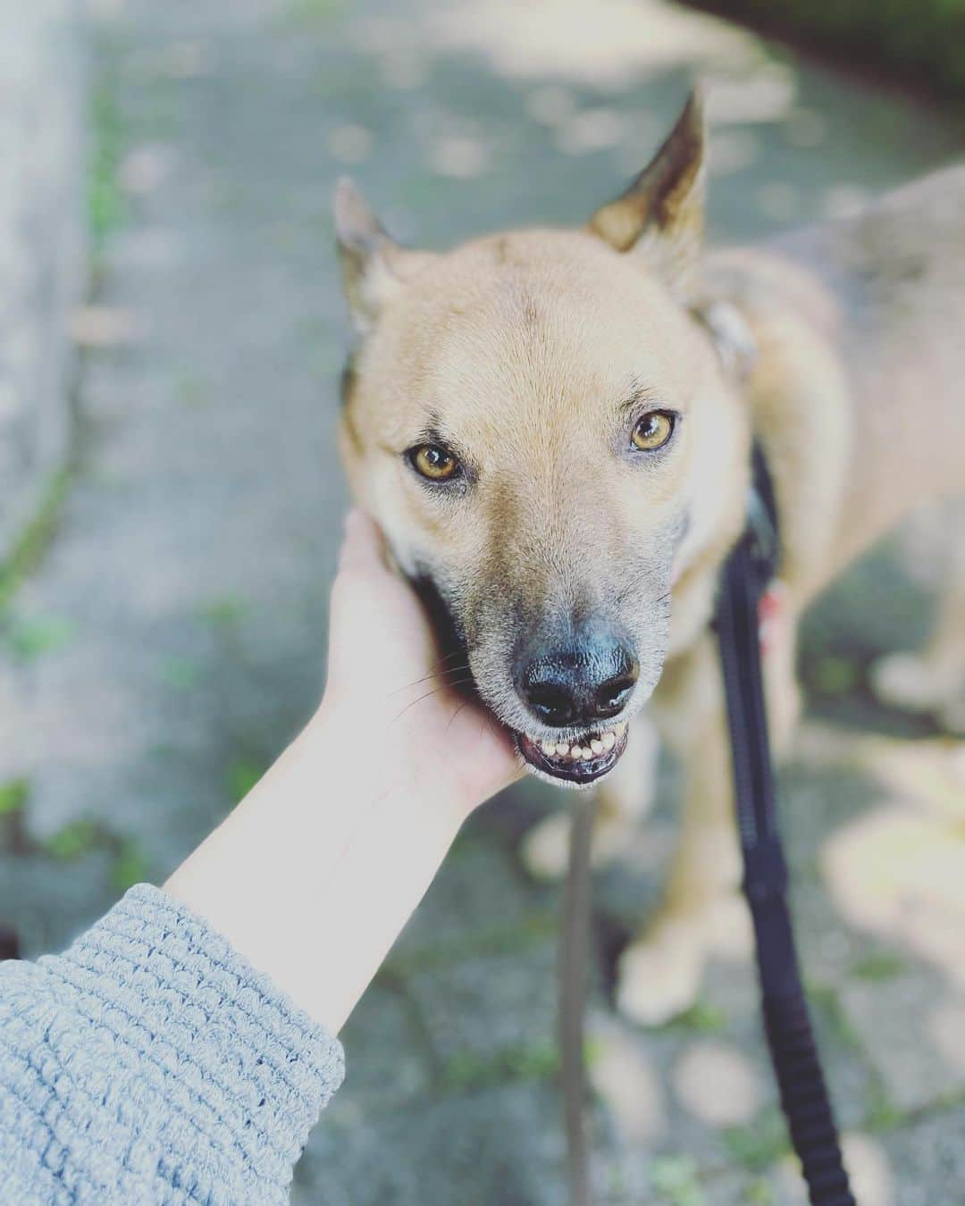 佐々木海のインスタグラム：「今日はアンバーの#うちの子記念日 🥰 去年はモンロー達の捕獲騒動ですっかり忘れてたけど、今年は覚えてたよ😂 もう6年目か〜、早いなぁ〜🙄 必死で勉強して無我夢中でアンバーと向き合ってきたけど、去年あたりからいかにアンバーとのんびり過ごせるかを考えることが多くなったな🤔 人様に迷惑かけなければ、アンバーはアンバーらしくいたらいい。 人様に迷惑かけるかけないは飼い主である私の責任・力量💪 ハッピーで陽気で人も犬も好きなワンコはもちろん好きだし、かわいいんですけど、 陰気で神経質で人が嫌いで自分より大きい犬も嫌いで自分より小さい生き物には強さ見せつけようとするアンバーがかわいい😂  #犬 #イヌ #イヌスタグラム #いぬすたぐらむ #犬バカ部 #いぬばか部 #ふわもこ部 #いぬら部 #犬のいる暮らし #保護犬 #元野犬 #雑種 #雑種犬 #ビビり犬 #里親 #保護犬を家族に #保護犬を飼おう #殺処分ゼロ #dogstagram #rescuedog #rescueddog」