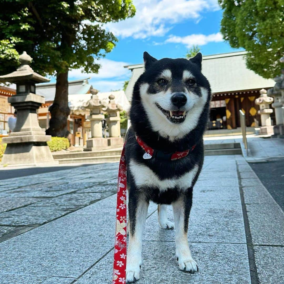 vo_coのインスタグラム：「☀️ やっぱり晴れると気分が違うわんね！ ＊ #shibastagram #instashiba #shiba #shibainu #黒柴 #柴犬」