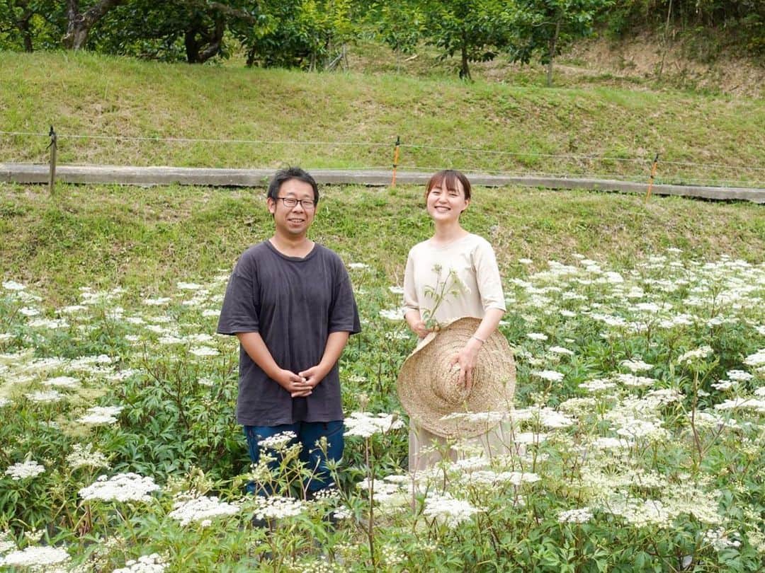 青山有紀さんのインスタグラム写真 - (青山有紀Instagram)「この美しい花は奈良の薬草、大和当帰の花💚 セリ科の多年生植物、大和当帰は推古天皇の時代から薬草として用いられてたことが日本書紀にも記載されている伝承生薬です。 「セロリのような香り」と言われていますが、もっと独特の生薬っぽい香りだと思います。 生薬になる当帰の根っこは祖父がいつも煎じていたので幼い頃から馴染みがあり、わたし自身も貧血だったのでずっと飲み続けてきました。 血を補い、血の巡りや冷えの改善をしてくれる当帰の名は「血が帰る」という意味でつけられたそうな。さらに滋養強壮効果も高い。 血流の良さがどれほど大切か知ってる方は多いと思いますが、そもそも巡らせる血が足りなければスムーズに流れることができません。そのため今回は【無農薬完熟なつめ】と組み合わせた、【補氣補血セット】もご用意してます。  当帰の独特な香りは私も大好きで、薬膳好きの方にはまさにたまらないと思いますが、発酵させた当帰の葉と花だけでは正直パンチがありすぎて毎日飲むには飽きてしまう。そのためブレンドのバランスが重要になりますが、ピッタリなのが時期だけ手に入る青マンゴー。爽やかな香りと酸味の相性はばっちりで、まさに京都で言う［出合い物］💚 青マンゴーは沖縄の　@mana_mango_farm さんの無農薬無化学肥料のマンゴーで、はっきり言って最高です💚🥭💚 重だるい湿気の季節、むくみ解消パワーもうれしいですよね！ 婦人科の宝と呼ばれる大和当帰✨毎年このブレンドが生まれるのを楽しみにしてくださるファンの方も多く、ご好評いただいてます😻💚とても美味しく仕上がっているので初めての方にもぜひおすすめしたいです💚💚💚 明日6／17朝10時に発売します✨ @aoyakyoto」6月16日 10時04分 - yukiaoya