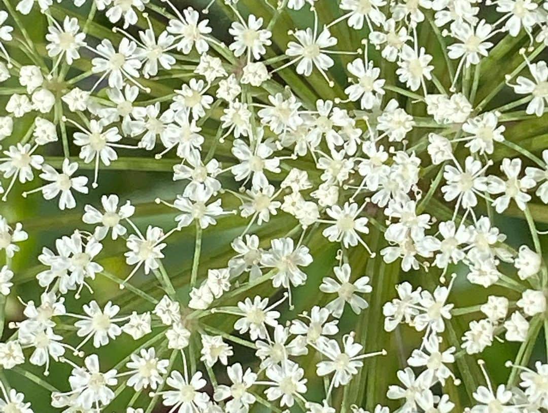 青山有紀さんのインスタグラム写真 - (青山有紀Instagram)「この美しい花は奈良の薬草、大和当帰の花💚 セリ科の多年生植物、大和当帰は推古天皇の時代から薬草として用いられてたことが日本書紀にも記載されている伝承生薬です。 「セロリのような香り」と言われていますが、もっと独特の生薬っぽい香りだと思います。 生薬になる当帰の根っこは祖父がいつも煎じていたので幼い頃から馴染みがあり、わたし自身も貧血だったのでずっと飲み続けてきました。 血を補い、血の巡りや冷えの改善をしてくれる当帰の名は「血が帰る」という意味でつけられたそうな。さらに滋養強壮効果も高い。 血流の良さがどれほど大切か知ってる方は多いと思いますが、そもそも巡らせる血が足りなければスムーズに流れることができません。そのため今回は【無農薬完熟なつめ】と組み合わせた、【補氣補血セット】もご用意してます。  当帰の独特な香りは私も大好きで、薬膳好きの方にはまさにたまらないと思いますが、発酵させた当帰の葉と花だけでは正直パンチがありすぎて毎日飲むには飽きてしまう。そのためブレンドのバランスが重要になりますが、ピッタリなのが時期だけ手に入る青マンゴー。爽やかな香りと酸味の相性はばっちりで、まさに京都で言う［出合い物］💚 青マンゴーは沖縄の　@mana_mango_farm さんの無農薬無化学肥料のマンゴーで、はっきり言って最高です💚🥭💚 重だるい湿気の季節、むくみ解消パワーもうれしいですよね！ 婦人科の宝と呼ばれる大和当帰✨毎年このブレンドが生まれるのを楽しみにしてくださるファンの方も多く、ご好評いただいてます😻💚とても美味しく仕上がっているので初めての方にもぜひおすすめしたいです💚💚💚 明日6／17朝10時に発売します✨ @aoyakyoto」6月16日 10時04分 - yukiaoya