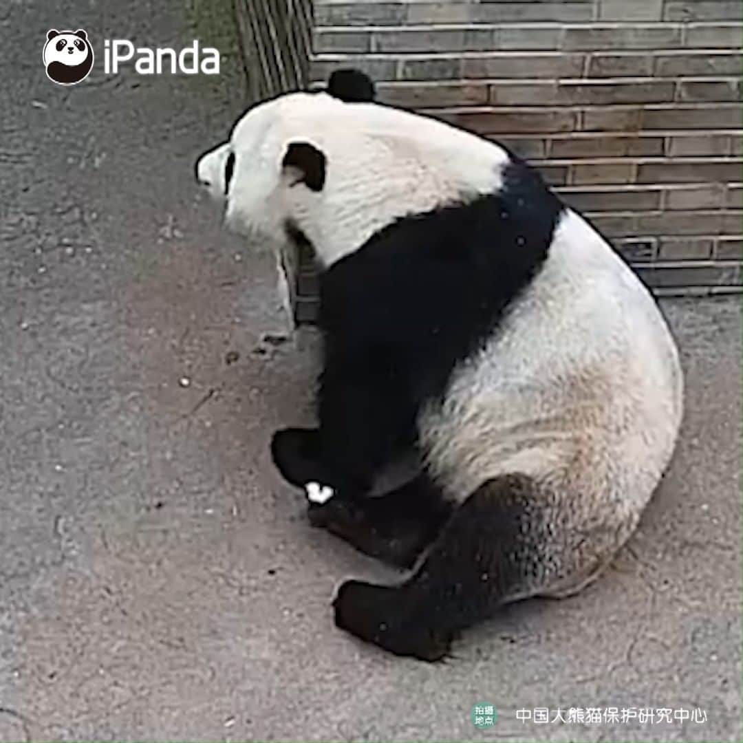 iPandaのインスタグラム