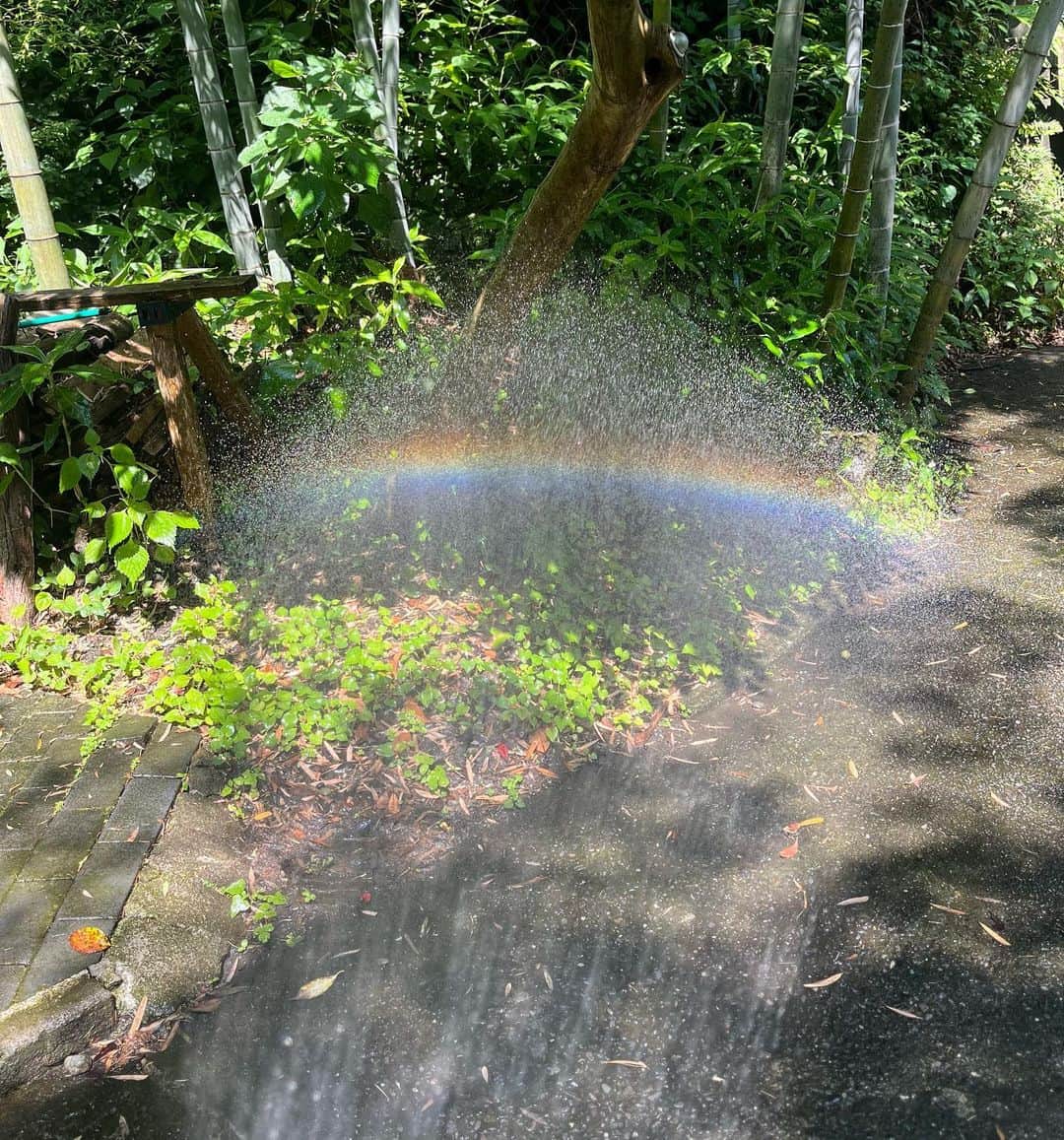 クリス智子さんのインスタグラム写真 - (クリス智子Instagram)「雨より光の朝。  思いもかけず、虹が見えて嬉しくなり、 水を撒き続けてしまった。  自分にもかけたいわぁー。  みなみなさん、ご自愛を！」6月16日 10時51分 - chris_tomoko