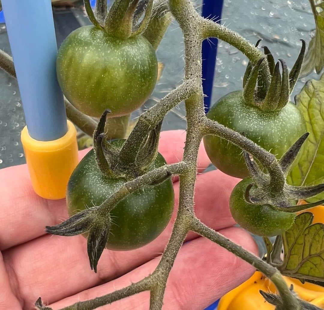 中澤裕子のインスタグラム：「🍅🍅 福岡は晴れ☀️  時々、観察している息子のトマト。 写真は少し前の。 今朝見たトマトは 陽射しを浴びて もっと青々として ぱんぱんに育ってました。  今朝、 息子、学校のお友だち達が 元気に走って、ニコニコして 水やりをしている姿を見て 私までニコニコ☺️  子ども達の笑顔のパワーってすごいね！  水やりが終わって、 お友だちと一緒に 走って校舎に入っていく 息子とお友だちの後ろ姿。 今日も楽しんできてね！  あー、早く迎えに行きたい😂  #トマト #赤くなったのもあったよ」