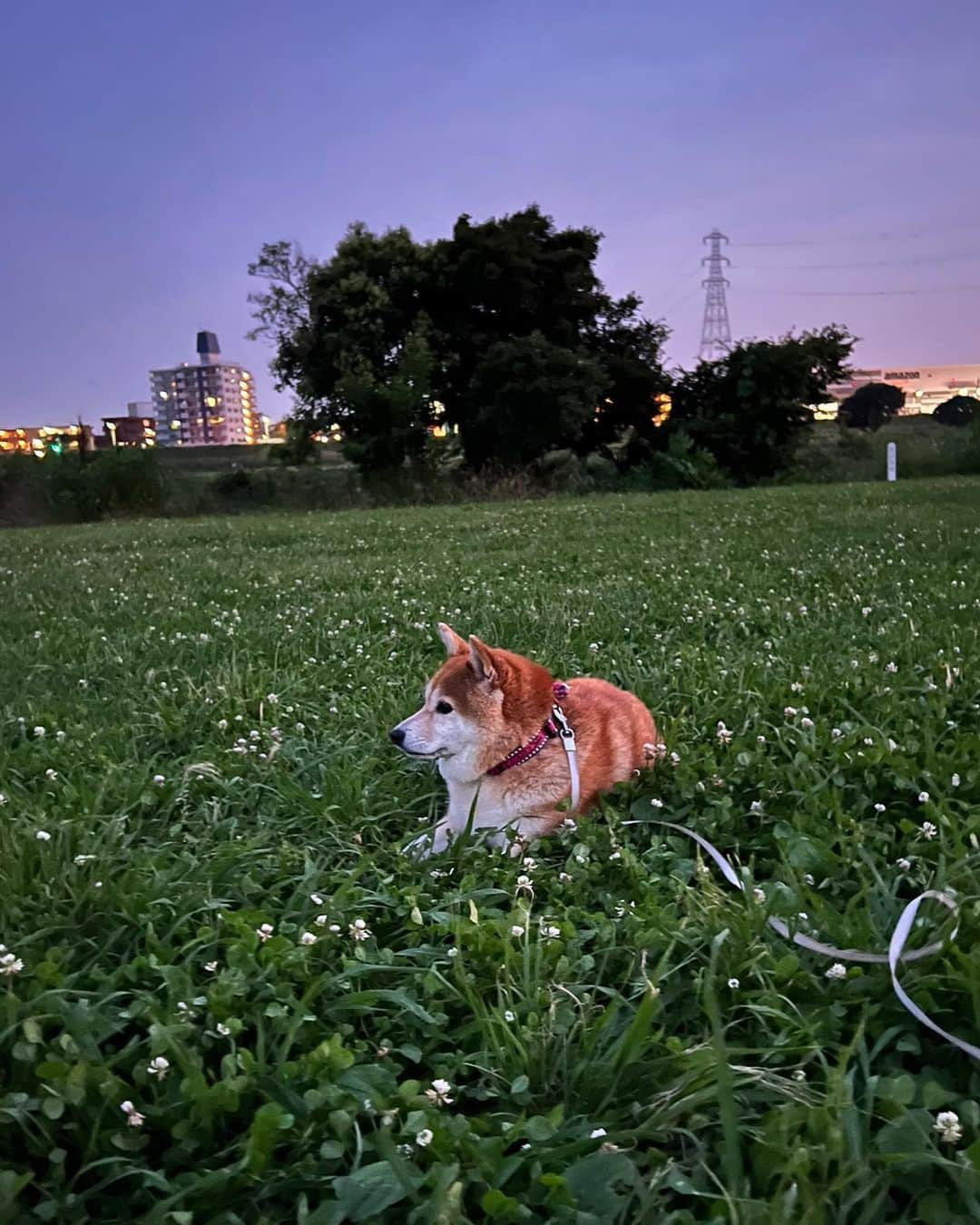 kouhei_ohkitaさんのインスタグラム写真 - (kouhei_ohkitaInstagram)「昨日メモが10歳になりました。 少しずつ増える白髪も、少しずつワガママになるとこもw全部大好きです。  Memo turned 10 years old yesterday. I love everything about her, from the little gray hairs that are gradually growing, to the fact that he is becoming a little more selfish.」6月16日 11時49分 - kouhei_ohkita