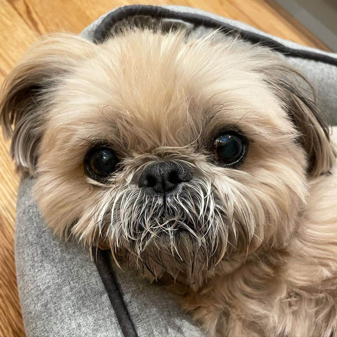 Dougie the Shih Tzuのインスタグラム：「That little nose is getting better!」