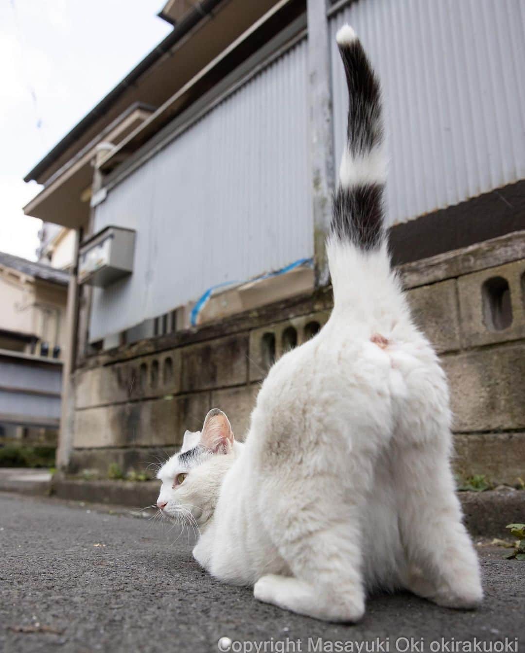 Masayukiのインスタグラム：「おしりをあげる。  #cat #ねこ #猫 #東京カメラ部 #nekoclub  #mmgtw #my_eos_photo  #yourshotphotographer」