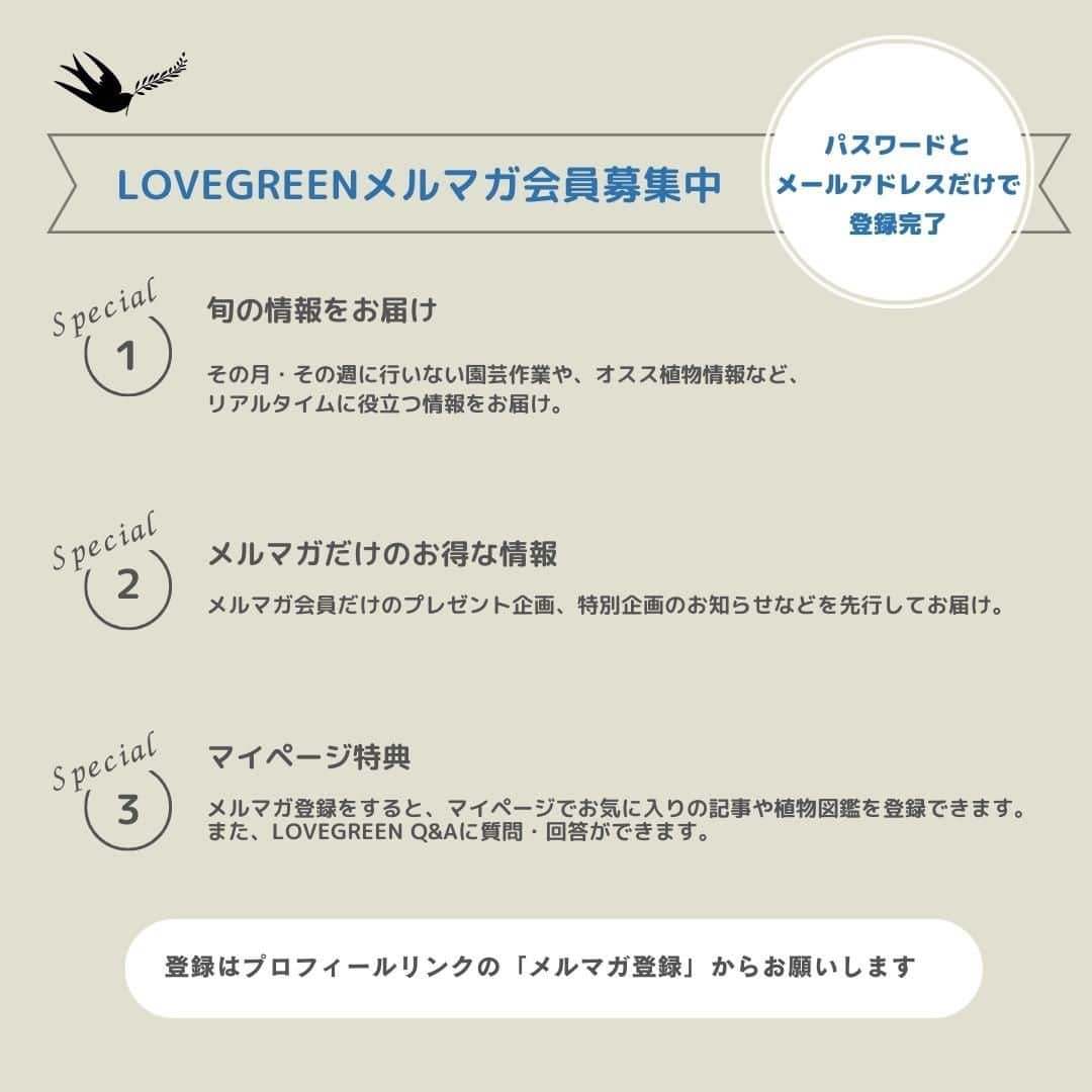 LOVEGREEN -植物と暮らしを豊かに。さんのインスタグラム写真 - (LOVEGREEN -植物と暮らしを豊かに。Instagram)「LOVEGREENでは、毎週の記事から、旬の植物の情報や人気記事をまとめてお届けするメールマガジンを配信しています。  メルマガ会員だけのお得な企画や、企画の先行お知らせなどもあるので、ぜひご利用してみてくださいね♪  登録はプロフィール欄のリンク内「メルマガ登録」から。 パスワードとメールアドレスだけで登録完了です^^  #植物のある暮らし　#花のある暮らし　#植物好きと繋がりたい　#家庭菜園　#ボタニカルライフ　#インドアグリーン　#観葉植物　#インテリアグリーン」6月16日 12時27分 - lovegreen_official