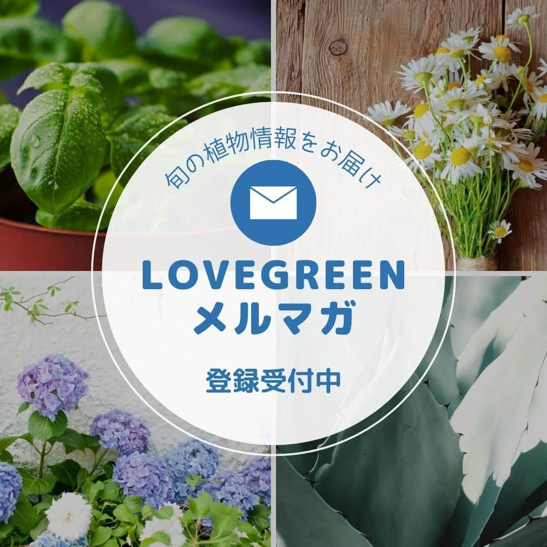 LOVEGREEN -植物と暮らしを豊かに。のインスタグラム：「LOVEGREENでは、毎週の記事から、旬の植物の情報や人気記事をまとめてお届けするメールマガジンを配信しています。  メルマガ会員だけのお得な企画や、企画の先行お知らせなどもあるので、ぜひご利用してみてくださいね♪  登録はプロフィール欄のリンク内「メルマガ登録」から。 パスワードとメールアドレスだけで登録完了です^^  #植物のある暮らし　#花のある暮らし　#植物好きと繋がりたい　#家庭菜園　#ボタニカルライフ　#インドアグリーン　#観葉植物　#インテリアグリーン」