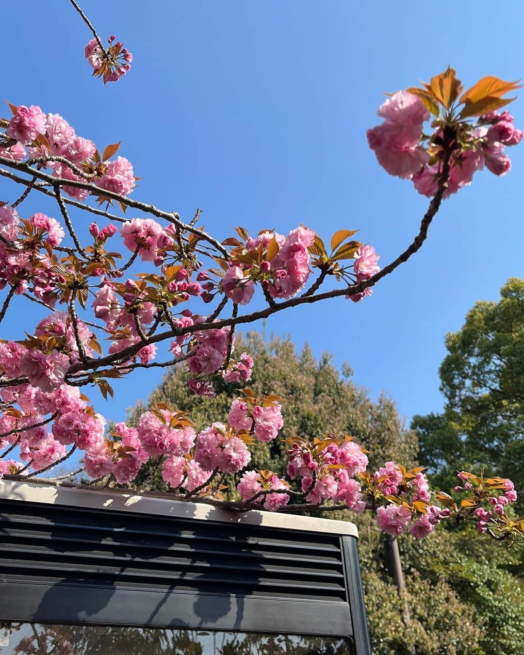 鞘師里保さんのインスタグラム写真 - (鞘師里保Instagram)「Asia🇯🇵🇰🇷🇨🇳⭐︎Any recommendations for the next?? 次は何処に行けるかな？」6月16日 12時31分 - riho_sayashi_insta