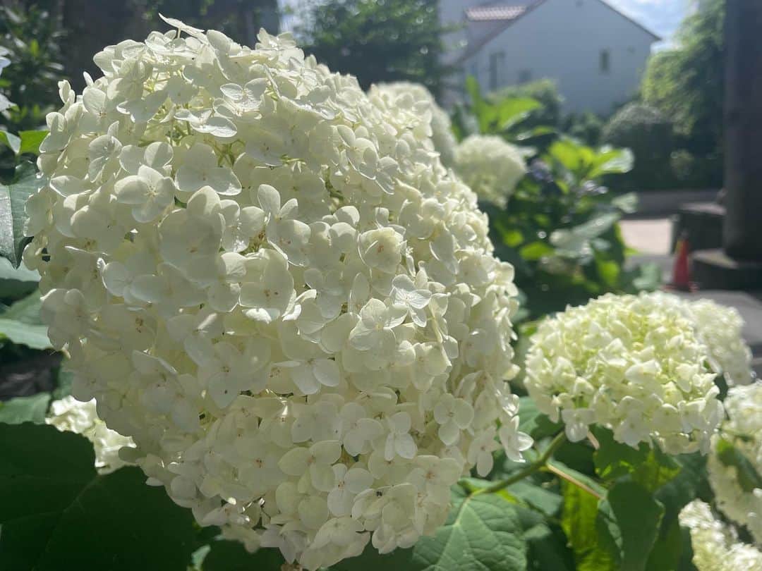 根本美緒さんのインスタグラム写真 - (根本美緒Instagram)「白い紫陽花🤍 紫陽花は土のpHによって青やピンクの色が決まるので、その時々の土の状況で色が変わるのですが、白の紫陽花だけはその土の成分に関係なく白が咲き続けるんだよ☝️はい、気象予報士豆知識でした😆w  さて。今日は天気予報遅くなっちゃったけど、晴れててもにわか雨⚠️っていう予報です。 既に降られた〜という場所もあるでしょう。東京も多摩西部などを中心にすでに降りました。 東北は今日は☔️で夜にはあがるでしょう。お帰りの際の傘のお忘れに注意。  東京高知熊本30℃ 静岡32℃ 名古屋福岡29℃ 大阪広島那覇28℃ 仙台23℃ 青森19℃ 札幌26℃  #ネモ天 #ねも天 #天気予報 #気象予報士 #紫陽花 #アジサイ」6月16日 13時35分 - nemotomio.official