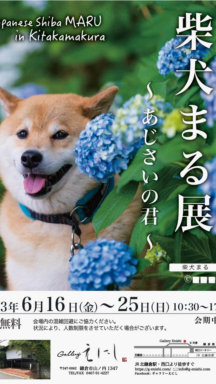 のインスタグラム：「お花博士の発表会！！ 大好きなアジサイと一緒に撮ってもらったお写真がいっぱい飾ってあるから見に来てね！入場無料だし、近くに明月院もあるから今の時期は最高よね〜 #じぇったい来てね  開催日時 2023年6月16日（金）～ 6月25日（日） 10:30～17:30（最終入場：17:00） ※休館日：なし  ◆入場無料 会場内の状況により、人数制限をさせていただく場合がありますのであらかじめご了承ください。  ◆会場 北鎌倉 Gallery えにし 住所：神奈川県鎌倉市山ノ内１３４７  ◆アクセス ・JR横須賀線「北鎌倉駅」 西口駅前下車徒歩1分  ※専用駐車場はありませんので、公共交通機関をご利用くださいますようお願いいたします。お車でお越しの場合は周辺の有料駐車場をご利用ください。  四足歩行で10秒！二足歩行でも1分！ @gallerymarusan @marutaro_onlineshop」