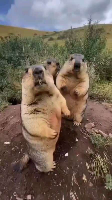 Padgramのインスタグラム：「Look at there cute little arms 🥰  Credit 📸 @iz6fvkb(tiktok) DM for removal)🙏🏻  #pgdaily #pgstar#pgcounty #cute #planetgo#planet #planetearth #amazing #awesome #nature #animalplanet #animalonplanet #animals #animalonearth」