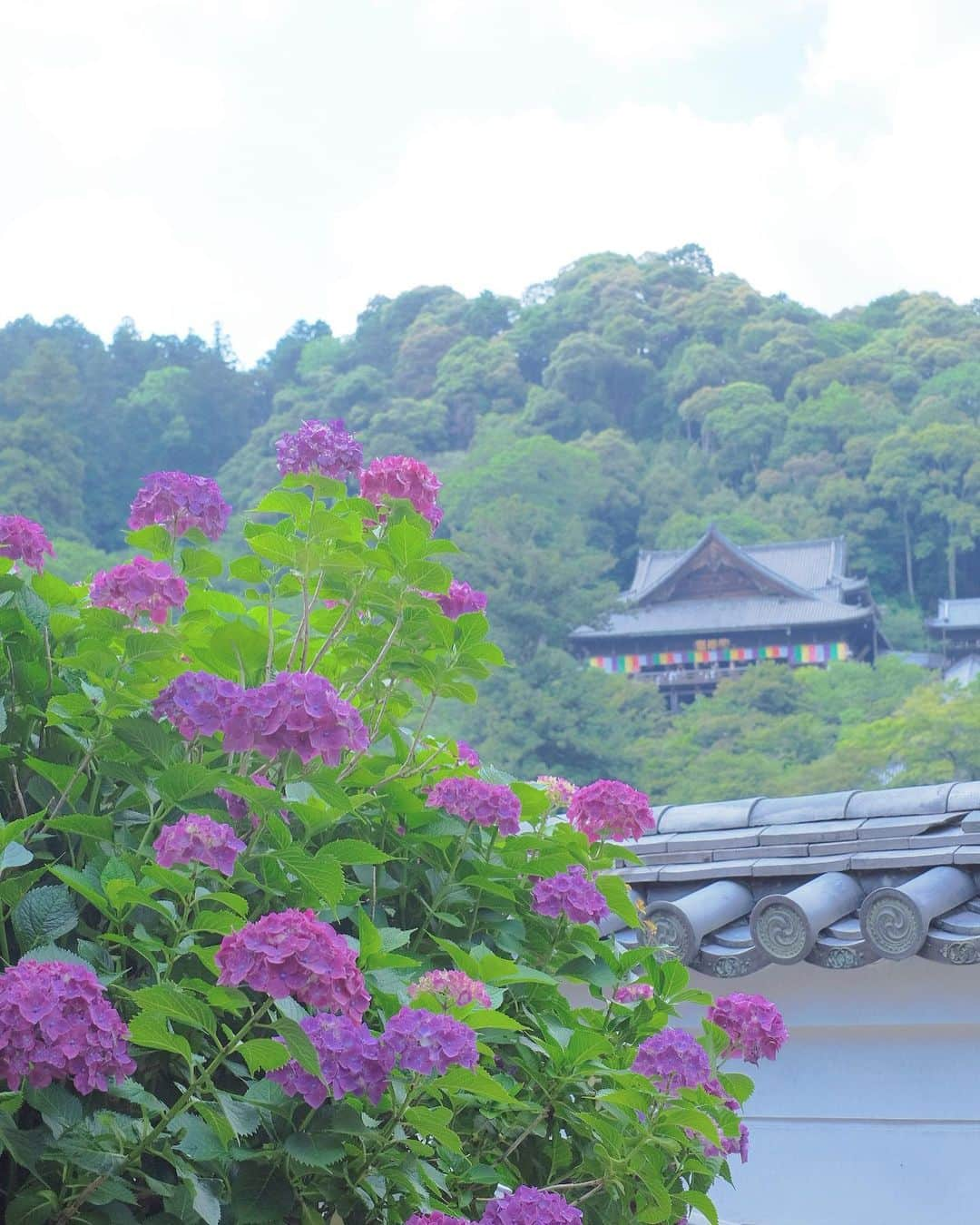 奈良 長谷寺 / nara hasederaのインスタグラム