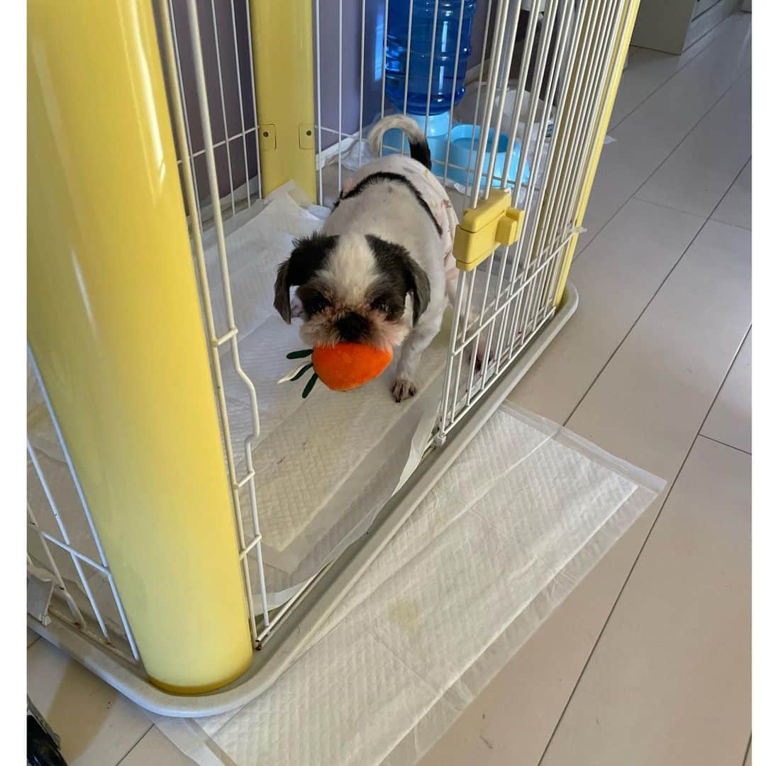 のインスタグラム：「トイレにまでニンジンもっていくたらこちゃん  #シーズー #shihtzu」