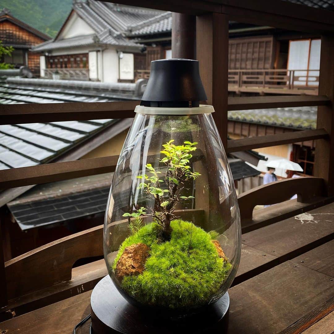 のインスタグラム：「Mosslight   梅雨のおかげ横丁 企画展「苔を楽しむ」  日　時／令和5年6月17日（土）～6月25日（日） 10：00～17：00 場　所／伊勢路名産味の館2階「大黒ホール」 協　力／岡山コケの会関西支部、岡山コケの会伊勢支部  #mosslight #モスライト#伊勢神宮#おかげ横丁#テラリウム」