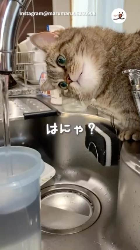 PECOねこ部のインスタグラム