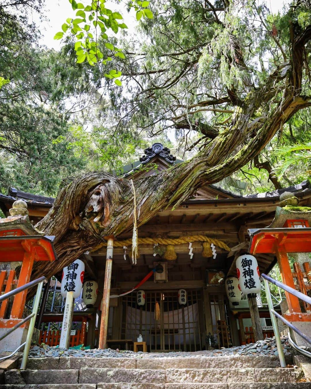 和みわかやまさんのインスタグラム写真 - (和みわかやまInstagram)「. 有田川町にある、白岩丹生神社⛩拝殿の前を芸術的に横切る、ネズの木に圧倒されます😲🌳  📷：@rico_arrs 📍：有田・日高エリア 有田川町  和歌山の写真に #nagomi_wakayama のハッシュタグをつけて投稿いただくと、その中から素敵な写真をリポストします😉 . . . #和歌山 #和歌山観光 #和歌山旅行 #わかやま #和みわかやま #wakayama #wakayamajapan #wakayamatrip #wakayamatravel #nagomi_wakayama #wakayamagram #有田川町 #白岩丹生神社 #ネズの木 #大樹 #老樹 #aridagawatown #shrine #holytree #bigtree #旅行 #国内旅行 #旅行好きな人と繋がりたい #観光 #travel #trip #travelgram #japan #travelphotography」6月16日 17時00分 - nagomi_wakayama_tourism