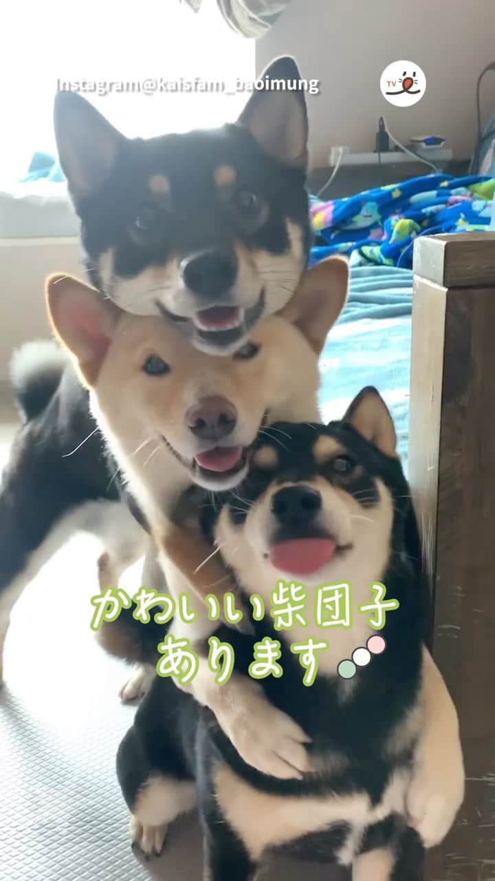 PECO いぬ部のインスタグラム：「▼▽▼▽▼ ／ 「柴団子🍡💕」 ＼ ㅤㅤ 今回素敵な投稿してくださったのは… @kaisfam_baoimung さん （Kaibaちゃん・KaiOiくん・KaiMungちゃん） 他にも素敵なお写真がたくさんあるので ぜひ遊びに行ってみてね♪ ㅤㅤ ㅤㅤ ㅤㅤ 〖 #pecoいぬ部（ #ペコねこ部 ） 〗をつけてご投稿いただくと PECOのSNSで楽しくご紹介させていただきます😋 フォロー&コメントお待ちしています✨ ㅤㅤ ㅤㅤ  ============================== @pecodogs（ @pecocats ）☚YouTubeでも可愛いワンコ（ニャンコ）紹介中🐶💕 ==============================  #犬のいる暮らし #犬部 #犬好きな人と繋がりたい #dogstagram #doglover #멍스타그램 #개스타그램 #柴犬 #柴 #白柴 #shibainu #shiba #可愛い #詰め合わせ #バックハグ #団子」