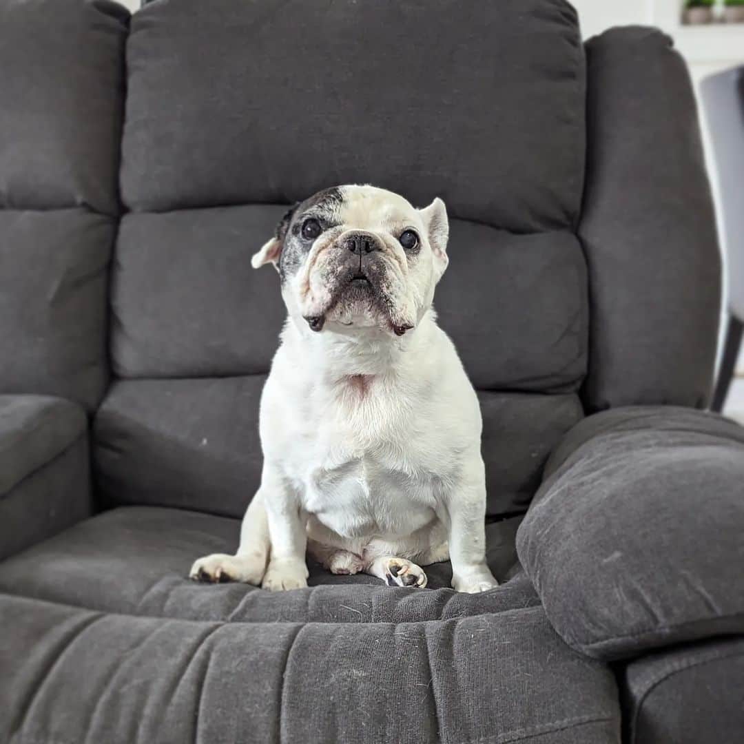 Manny The Frenchieのインスタグラム：「Sitting on my throne like the king that I am. 😏👑」
