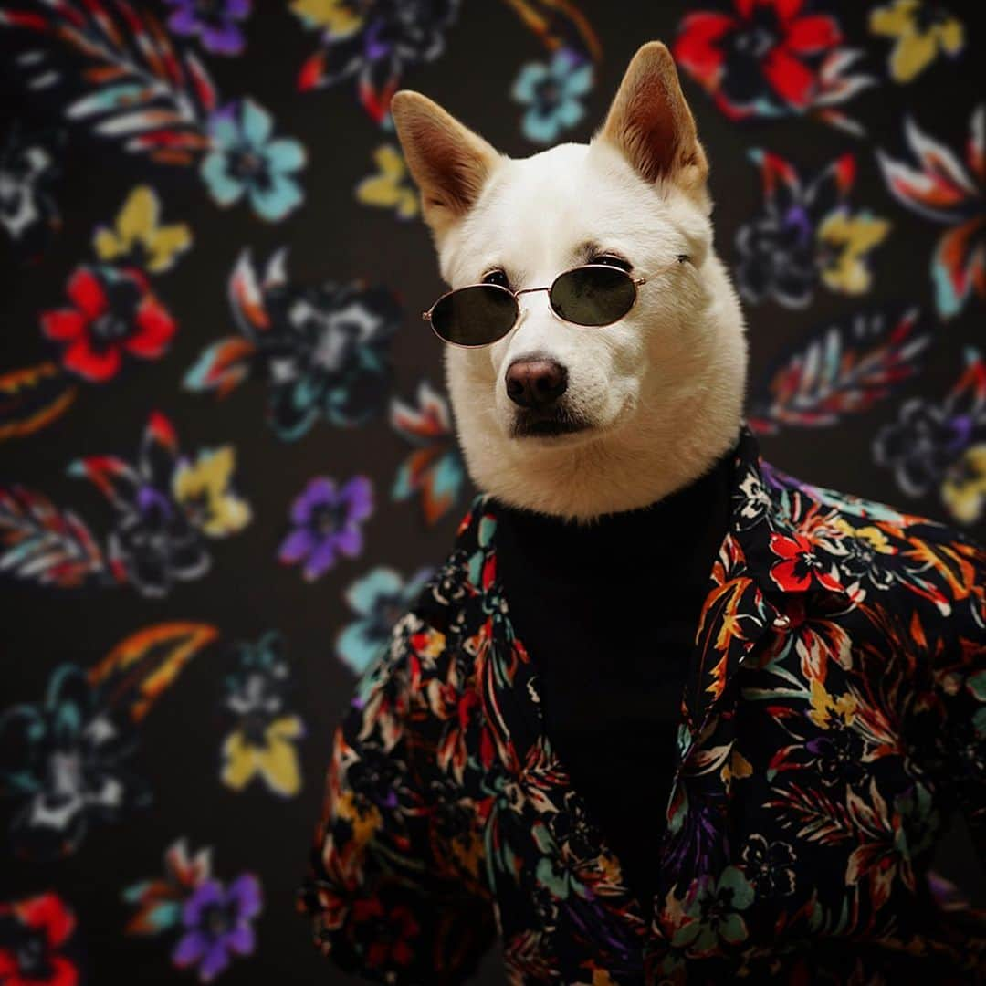 Menswear Dogさんのインスタグラム写真 - (Menswear DogInstagram)「🌼🌷Flower Hour 🌻🌺」6月17日 3時10分 - mensweardog