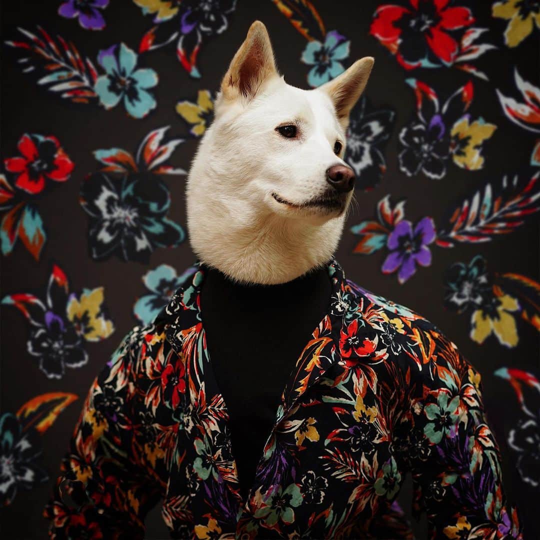 Menswear Dogのインスタグラム