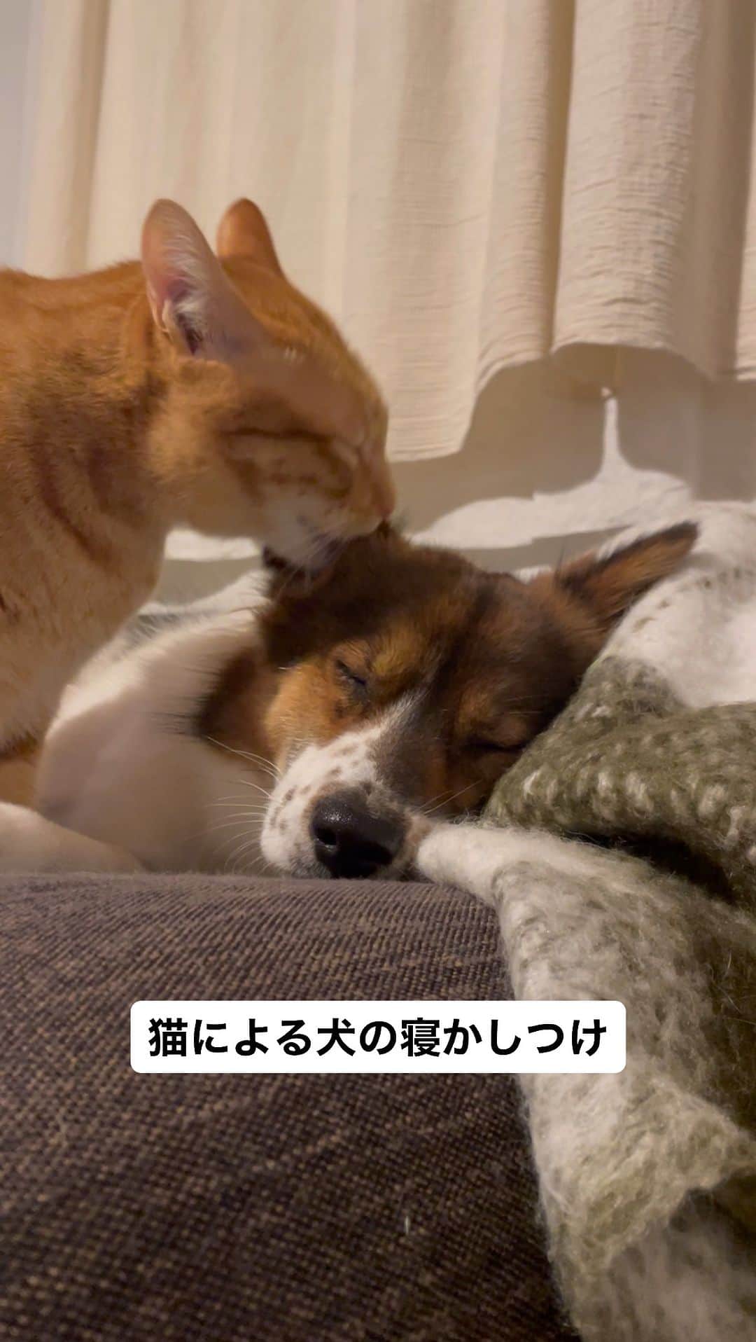 naomiのインスタグラム：「毎日アグの寝かしつけをしてくれる ターコロママ🐈(オス)  #寝かしつけのプロ  #元保護犬 #元野良猫 #犬と猫どっちもいると楽しい #犬と猫のいる暮らし #ターとアグ」
