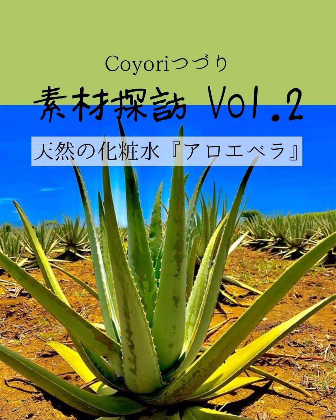 coyoriのインスタグラム：「他の素材探訪はここから👉@coyori_official   宮古島 『しろう農園』さま 本日の #素材探訪 は ／ @shirounouen さま💚💙 ＼   ✈️✈️✈️✈️✈️✈️✈️✈️✈️✈️   沖縄県は宮古島にあります、しろう農園さまのアロエベラ。 「医者いらず」ともいわれるほどで、ビタミン類、ミネラル類、アミノ酸類、アロインなど、特有の成分含め、200種類にも及ぶ有効成分が含まれています👀 🔸胃腸への作用 🔸皮膚への作用 🔸頭皮への作用 🔸免疫力アップ 🔸生活習慣病への作用 🔸ストレス解消 🔸ダイエット などなど…☀️ いまではスーパーフードとして見直され、研究が進んでるんです🙄✨  特にしろう農園様のアロエベラは太く厚くピンとしたスタイリッシュさが特徴！ 無農薬栽培にこだわり、畑の雑草はカフェにも居るヤギに食べてもらっているんですよ🐐 苗も販売しているので気になる方はぜひ🙏 宮古島の日差しは刺さってくる感覚なのですが、アロエベラを直接体に塗るとベタつかず瑞々しくサッパリとして気持ち良かったです✨ go at cafeも近くにあり、ヤギと触れ合える体験もできるので家族でも楽しめますよ🤍   ✈️✈️✈️✈️✈️✈️✈️✈️✈️✈️   @Coyori アカウントでは、生産者様(Coyori化粧品に配合されている素材を提供)の活動や、Coyoriスタッフが取材先の新たな魅力を発信します 観光やお食事、お土産の参考におすすめ 気になる方はフォローしてね🌈   #しろう農園 #アロエベラ #アロエベラジュース #アロエジェル #アロエ #旅行 #国内旅行  #宮古島 #那覇 #沖縄 #沖縄旅行 #宮古島グルメ #宮古島旅行 #宮古島観光 #宮古島カフェ #沖縄カフェ #沖縄観光 #trip #travelphotography #japantravel #japantrip #旅行好きな人と繋がりたい #旅好き #旅行大好き #美容 #誰かに見せたい景色」