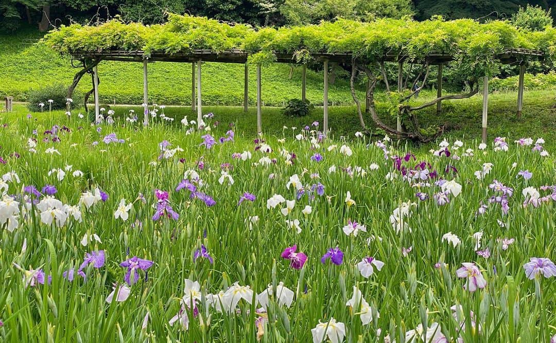 km観光タクシーさんのインスタグラム写真 - (km観光タクシーInstagram)「Koishikawa Korakuen Gardens 小石川後楽園　  #tokyotour #tokyolife #tokyonow #tokyotrip #tokyotravel #tokyojapan #tokyotokyo #tokyosightseeing #tokyotourism #tokyophotography #tokyosnap #tokyocity #visittokyo #mytokyois #kmタクシー #東京観光」6月16日 19時19分 - tokyodrive.jp