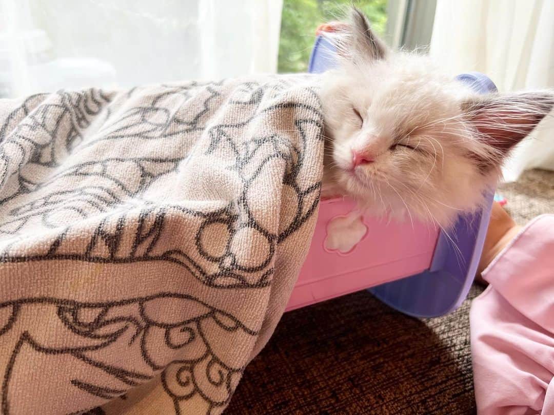 中根麗子さんのインスタグラム写真 - (中根麗子Instagram)「ララちゃん💗 りお&かおに、お人形のベッドに寝かされて、可哀想だからダメだよと注意してたら、逆にお気に入りみたい💗  りお&かおで、とんとんしたら、すぐに爆睡。 他の日も、ベッドの穴からすごく顔だして、寝てた💗  可愛いすぎる。  #cat #kitten  #kitty  #猫 #子猫 #ラグドール #ララ #双子」6月16日 19時19分 - reiko_nakane