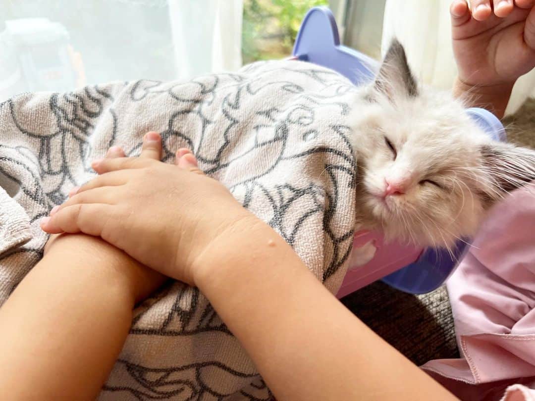 中根麗子さんのインスタグラム写真 - (中根麗子Instagram)「ララちゃん💗 りお&かおに、お人形のベッドに寝かされて、可哀想だからダメだよと注意してたら、逆にお気に入りみたい💗  りお&かおで、とんとんしたら、すぐに爆睡。 他の日も、ベッドの穴からすごく顔だして、寝てた💗  可愛いすぎる。  #cat #kitten  #kitty  #猫 #子猫 #ラグドール #ララ #双子」6月16日 19時19分 - reiko_nakane
