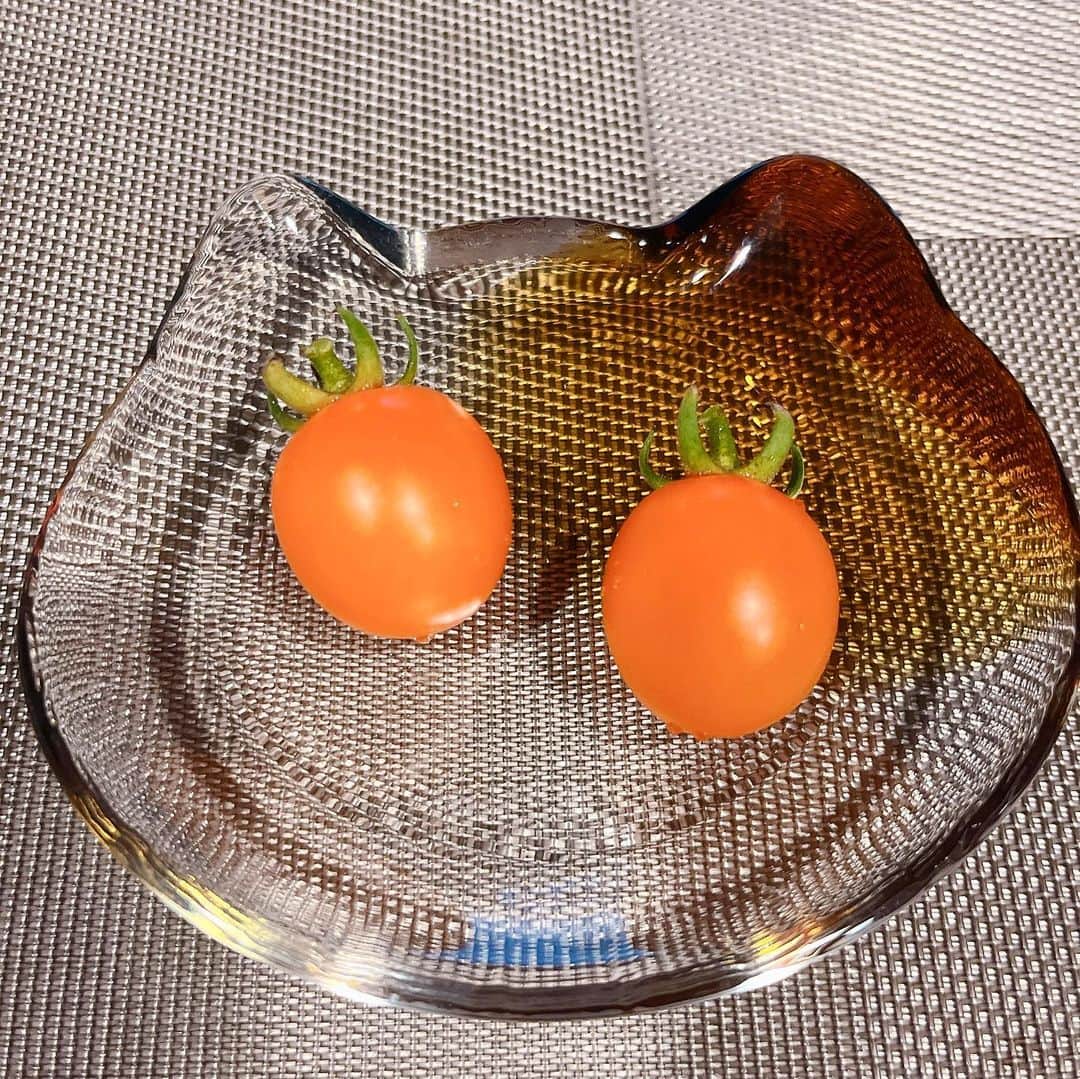 石川彩夏さんのインスタグラム写真 - (石川彩夏Instagram)「トマトできましたʚ🍅ɞ  植物育てるのが好きなんだけど✨ “”かわいいお花いっぱい🌸“” .......ではなくて🤣‼️  ベランダには、緑の植物が9割だったので トマトを育てることで🍅 ベランダに色を足してみました😁  気が付いたら1mくらいの高さで あっという間にトマトもできたので オレンジのトマト🧡 この夏の楽しみになりそう🥰  #家庭菜園 #家庭菜園初心者 #家庭菜園プランター #プランター栽培 #プランター菜園 #サントリー本気野菜 #オレンジトマト #純あまオレンジ #純あま」6月16日 19時31分 - ayaka0711zi