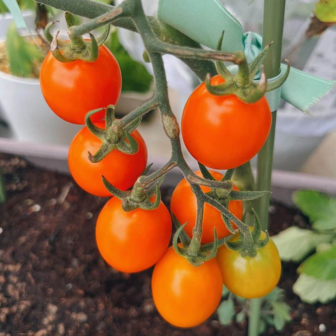 石川彩夏さんのインスタグラム写真 - (石川彩夏Instagram)「トマトできましたʚ🍅ɞ  植物育てるのが好きなんだけど✨ “”かわいいお花いっぱい🌸“” .......ではなくて🤣‼️  ベランダには、緑の植物が9割だったので トマトを育てることで🍅 ベランダに色を足してみました😁  気が付いたら1mくらいの高さで あっという間にトマトもできたので オレンジのトマト🧡 この夏の楽しみになりそう🥰  #家庭菜園 #家庭菜園初心者 #家庭菜園プランター #プランター栽培 #プランター菜園 #サントリー本気野菜 #オレンジトマト #純あまオレンジ #純あま」6月16日 19時31分 - ayaka0711zi