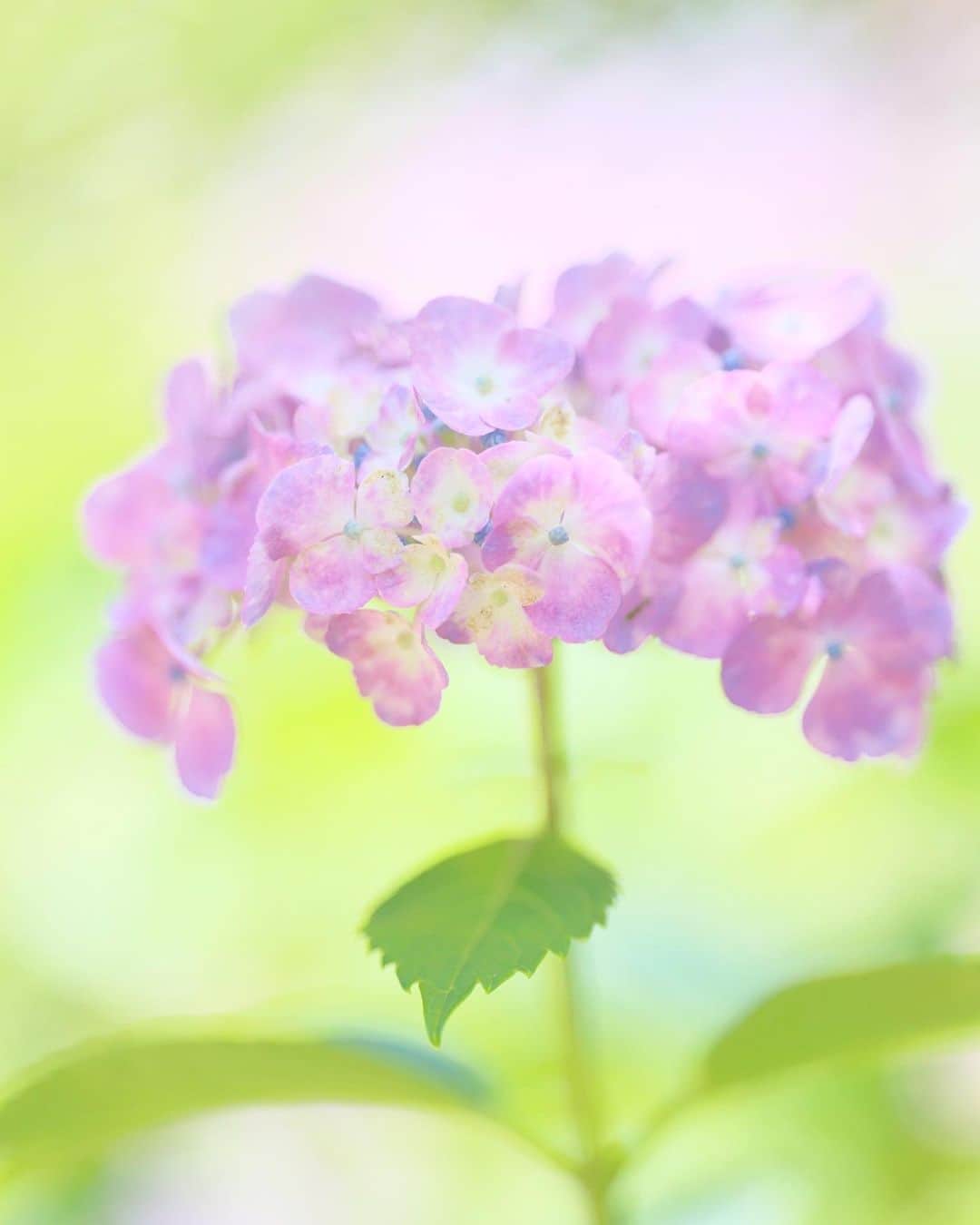 kiccyomuのインスタグラム：「☁️ 2023.06.16 Fri  #本土寺 の #紫陽花 📸  この週末は天気良く ただし…暑そうですネ💦 素敵な週末を🤗  location #千葉 ❣️ 📷撮影 2023年6月13日」