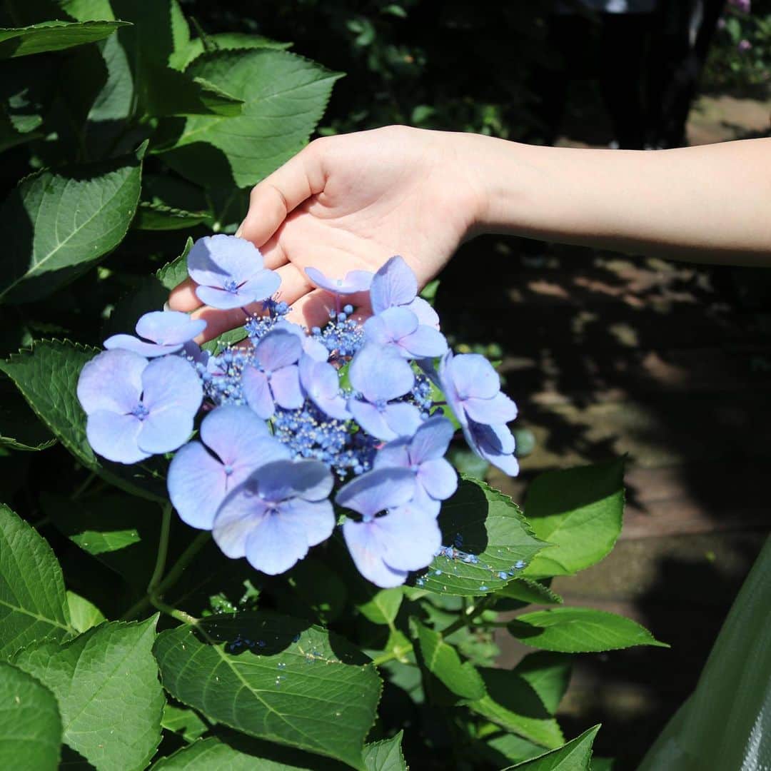 前野えまさんのインスタグラム写真 - (前野えまInstagram)「The hydrangea blooms in June. ・ ・ #hydrangeas  #june  #blueflowers  #flowerphotography  #naturephotography  #girlportrait #actress #actor #girl #photography #portrait #japanesegirl #portraitphotography #daily_phot_jpn #japan_daytime_view」6月16日 19時50分 - maeno_ema