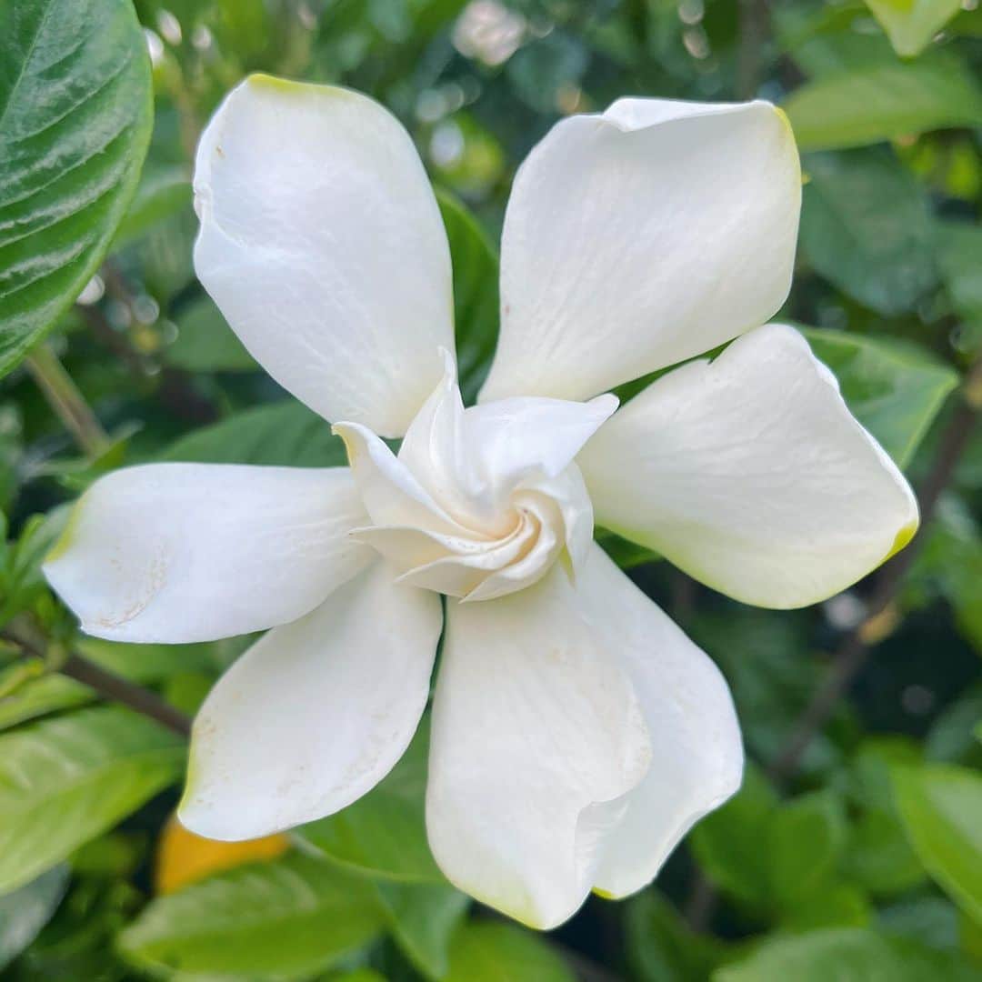 meekooのインスタグラム：「クチナシの花が外側から開くって初めて知りました😃 甘くていい香り♫」