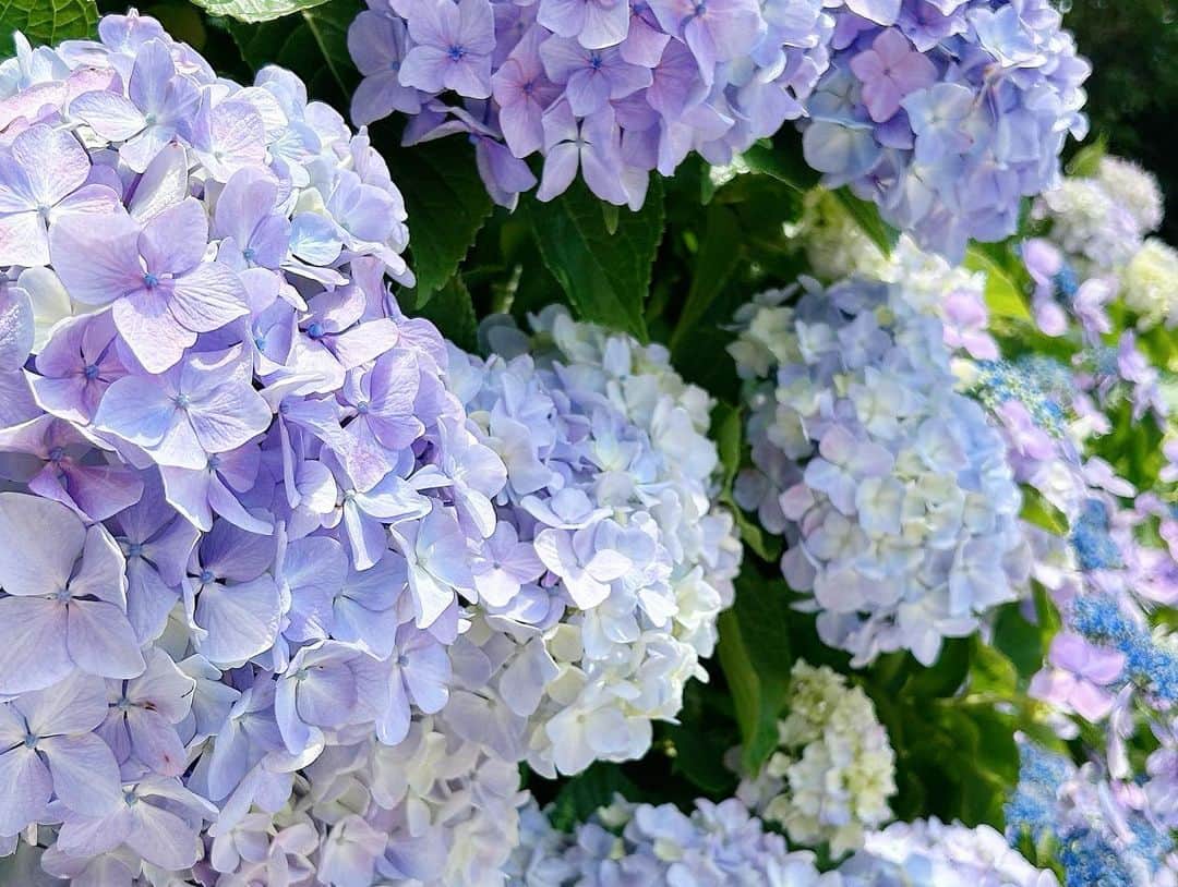 真野淑實さんのインスタグラム写真 - (真野淑實Instagram)「トコチャンワイド 金曜日の「きになる」では静浦にあります 照江寺さんから生中継🎤  境内にある、あじさい園が 見事で、数百株も植えられているそう… 紫陽花のグラデーションが 本当に美しくて浄化されました💠  来週中頃までが見頃だそうです！ 海と紫陽花のコラボレーションも うっとりします〜👀 ぜひ再放送もご覧ください🙇‍♂️  #トコチャンワイド #沼津 #照江寺 #静浦  #静岡 #静岡観光 #沼津観光 #紫陽花  #アナウンサー #リポーター」6月16日 20時55分 - rie_mano