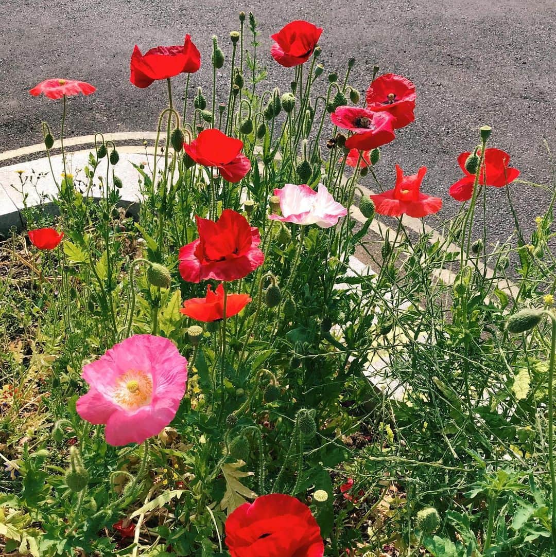 Meganさんのインスタグラム写真 - (MeganInstagram)「Summer in the city 🌸 . . . . #london #summer #flowers #poppies #daisies #mexicandaisy #cornflower」6月16日 20時59分 - zanzan_domus