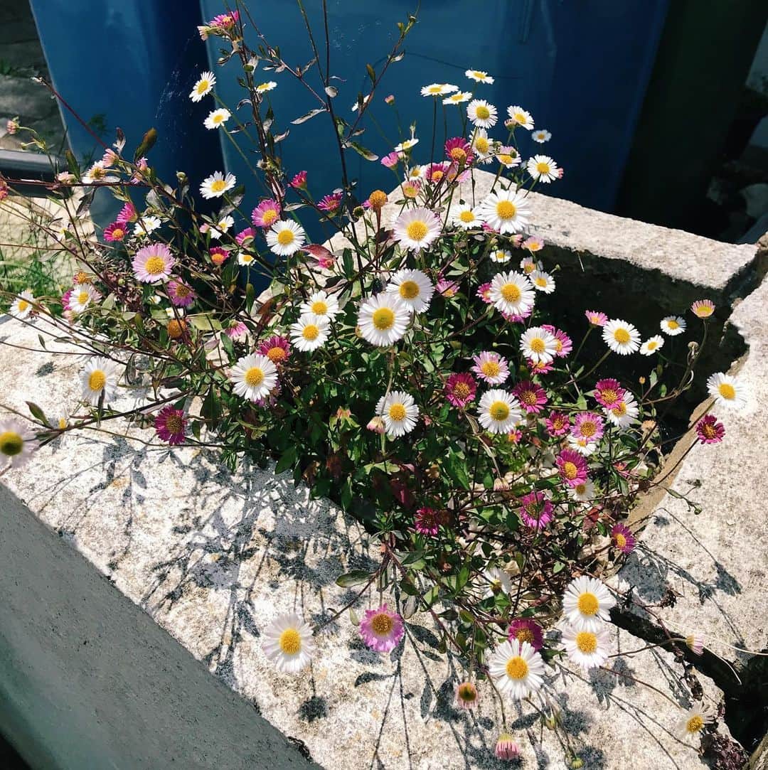 Meganさんのインスタグラム写真 - (MeganInstagram)「Summer in the city 🌸 . . . . #london #summer #flowers #poppies #daisies #mexicandaisy #cornflower」6月16日 20時59分 - zanzan_domus