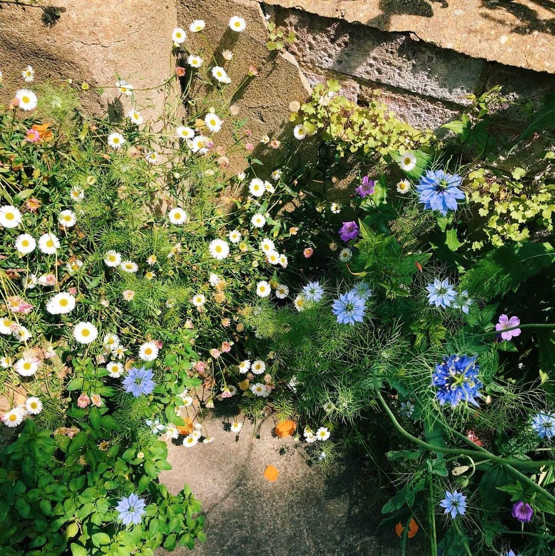 Meganのインスタグラム：「Summer in the city 🌸 . . . . #london #summer #flowers #poppies #daisies #mexicandaisy #cornflower」