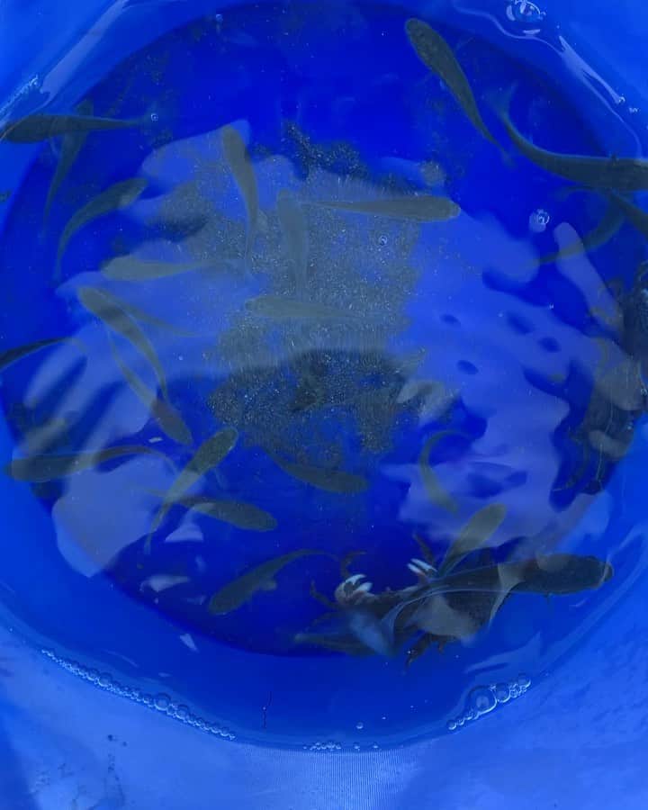 Boseのインスタグラム：「夏来た！海で遊んで、なみへいでカキ氷食べて、少し昼寝して、晩ご飯はしゃもじでお刺身。整う〜。 #なみへい #定食屋しゃもじ」