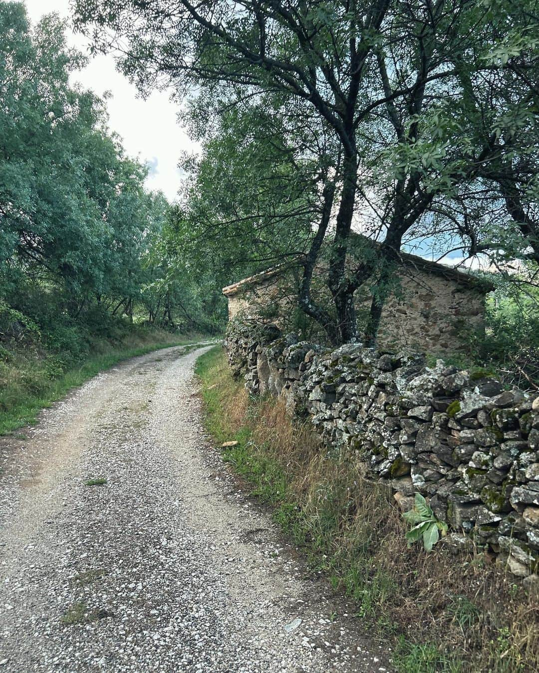 サラ・カルボネロさんのインスタグラム写真 - (サラ・カルボネロInstagram)「Abre el camino, no lo sigas.   🍃🌳🌩☮️ ✨   #buencamino」6月16日 21時35分 - saracarbonero