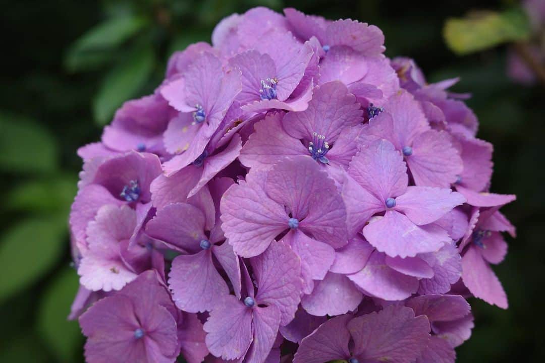 喜多よしかさんのインスタグラム写真 - (喜多よしかInstagram)「何色の紫陽花が好きですか？？💠☔️🐌 私は8枚目の白が好きかなー。 でも5枚目のピンクより紫も可愛いですよね… 本日、紫陽花が丁度満開で本当に美しかったです。  こんなにたくさんの紫陽花見たの初めてで感動🥰  待ち合わせ直前スコールみたいな雨が降ってたらしく、紫陽花に水滴が沢山ついていてそれもまた綺麗でした✨☔️  オシャレ写真はお友達のぴんくちゃんが沢山撮ってくれました🫶🏻 後半の紫陽花も綺麗だから是非見ておくれ➡︎🥹💠  iPhoneの画質も好きだけど、一眼レフだと温度感や湿度まで伝わるような写真になるのいいよねぇ✨  沢山写真も動画もあるのでまた投稿します🙋🏻‍♀️  #紫陽花#名月院#北鎌倉#明月院ブルー #鎌倉観光#鎌倉デート #北鎌倉散策 #喜多よしか #あじさい寺#紫陽花寺#ローポニー#ミディアムボブ #パールネックレス#東京モデル#撮影モデル」6月16日 21時47分 - yoshika_1002_official