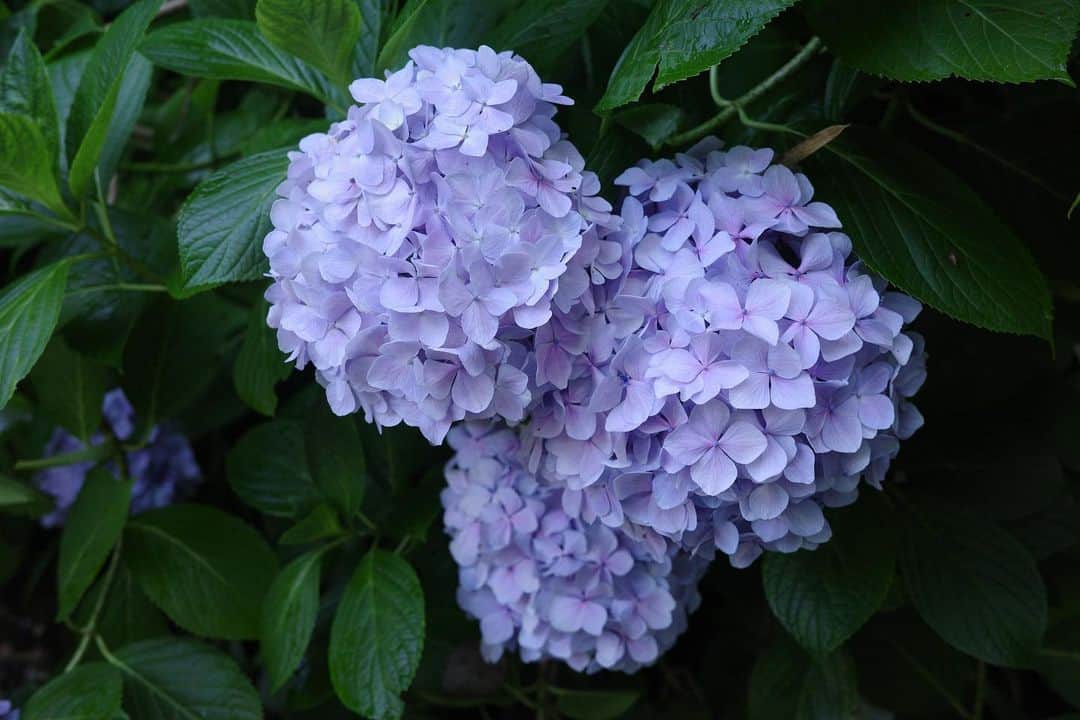 喜多よしかさんのインスタグラム写真 - (喜多よしかInstagram)「何色の紫陽花が好きですか？？💠☔️🐌 私は8枚目の白が好きかなー。 でも5枚目のピンクより紫も可愛いですよね… 本日、紫陽花が丁度満開で本当に美しかったです。  こんなにたくさんの紫陽花見たの初めてで感動🥰  待ち合わせ直前スコールみたいな雨が降ってたらしく、紫陽花に水滴が沢山ついていてそれもまた綺麗でした✨☔️  オシャレ写真はお友達のぴんくちゃんが沢山撮ってくれました🫶🏻 後半の紫陽花も綺麗だから是非見ておくれ➡︎🥹💠  iPhoneの画質も好きだけど、一眼レフだと温度感や湿度まで伝わるような写真になるのいいよねぇ✨  沢山写真も動画もあるのでまた投稿します🙋🏻‍♀️  #紫陽花#名月院#北鎌倉#明月院ブルー #鎌倉観光#鎌倉デート #北鎌倉散策 #喜多よしか #あじさい寺#紫陽花寺#ローポニー#ミディアムボブ #パールネックレス#東京モデル#撮影モデル」6月16日 21時47分 - yoshika_1002_official