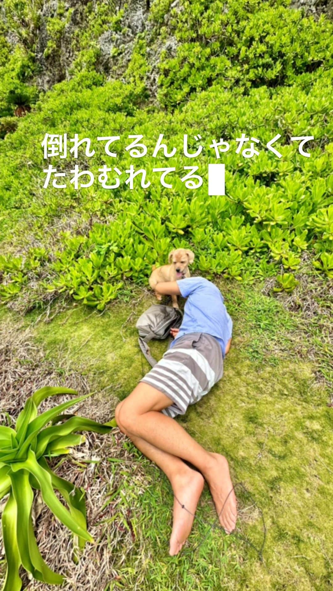 宮本亜門のインスタグラム：「どしたの？  #倒れてるんじゃなくて戯れてる　#あまりに心地よい芝生ともふもふのビート　#犬愛が止まらない #保護犬　#ビート　#宮本亞門」