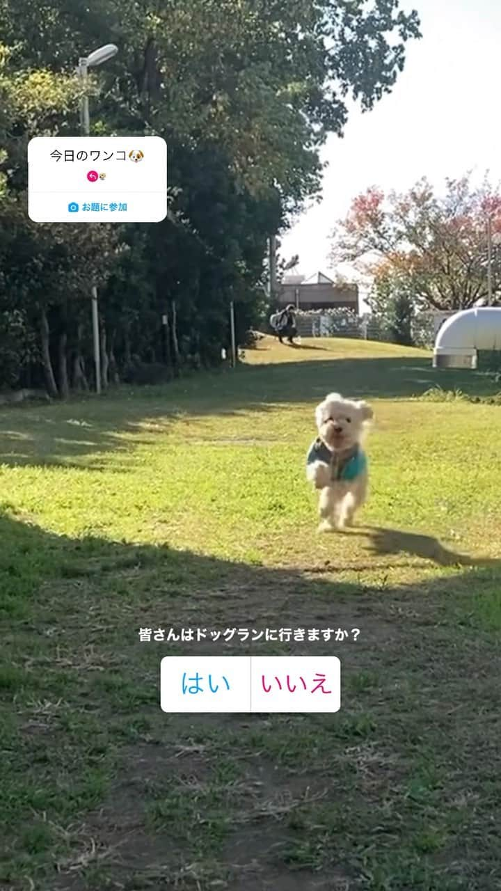 チャチャ丸のインスタグラム：「ドッグランを満喫🐶 思いっきりダッシュする #トイプードル の #チャチャ丸 🐕  #ペット #dog #いぬ #犬」